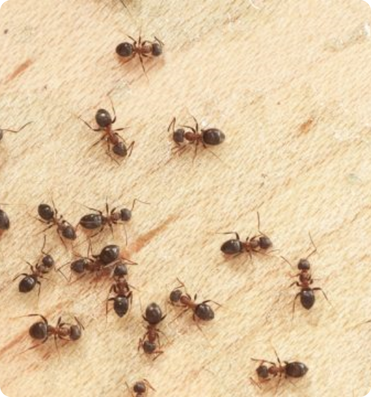 ant
