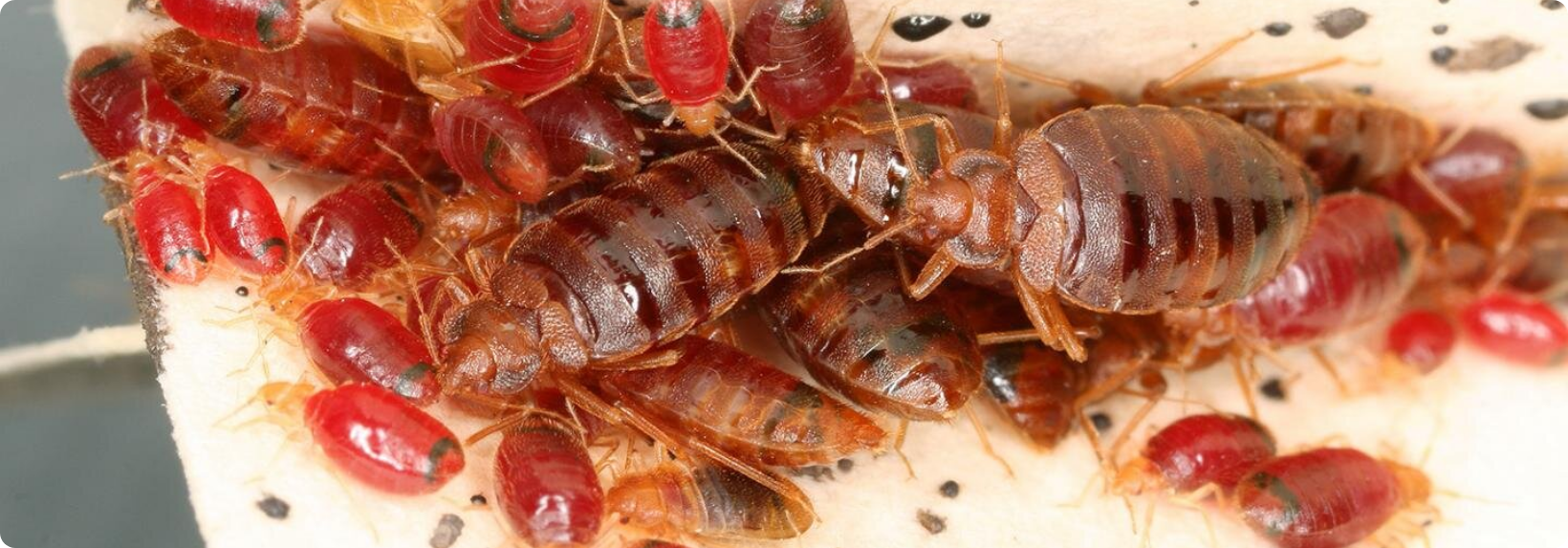 bedbug