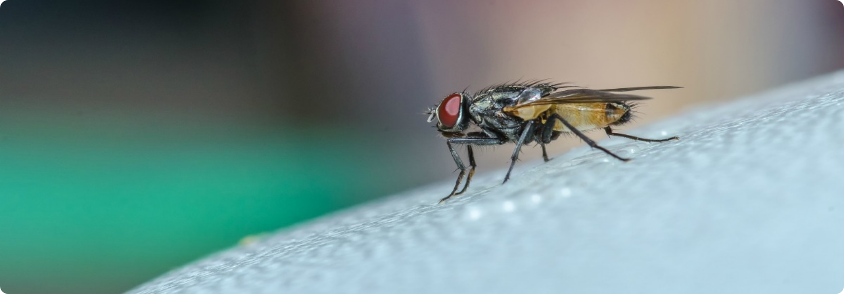 fly control