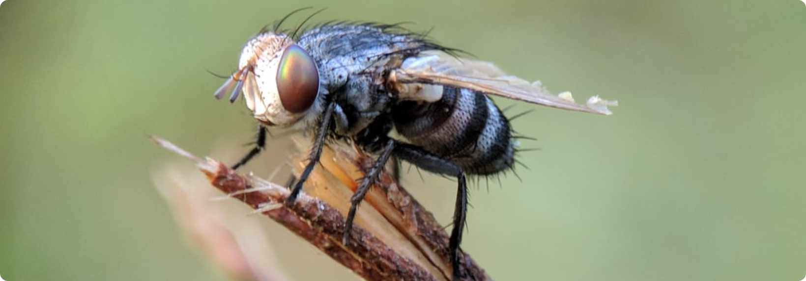 fly control