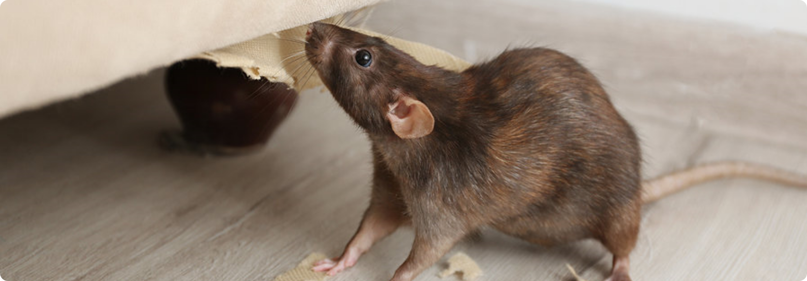 rodent