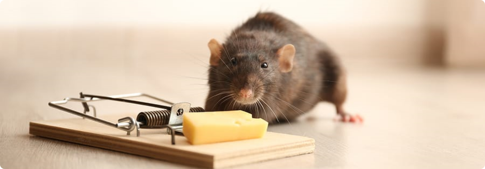 rodent