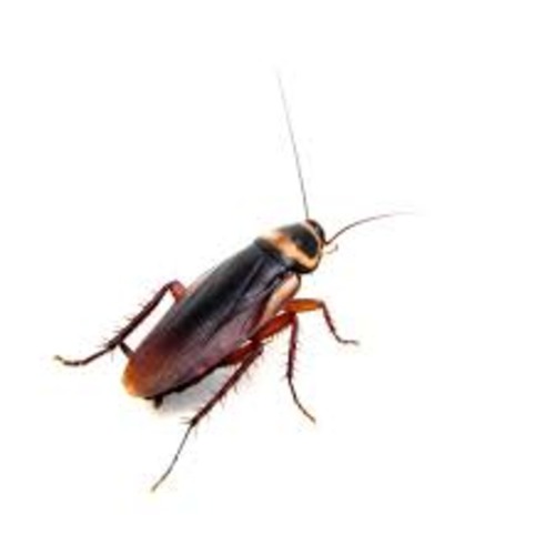 
            Best cockaroach control and Pest Control Services in Dubai (Best Price Pest Control Services)Call Now.
            