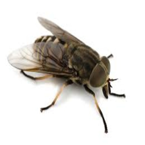  fly control