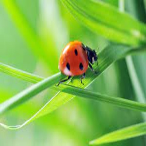 insect control