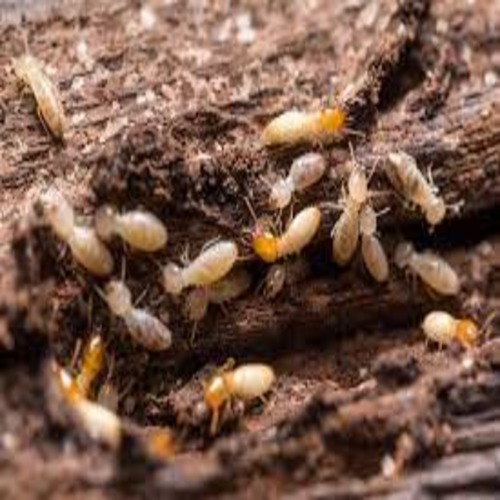 
             
Best Termit  control and Pest Control Services in Dubai (Best Price Pest Control Services)Call Now.
