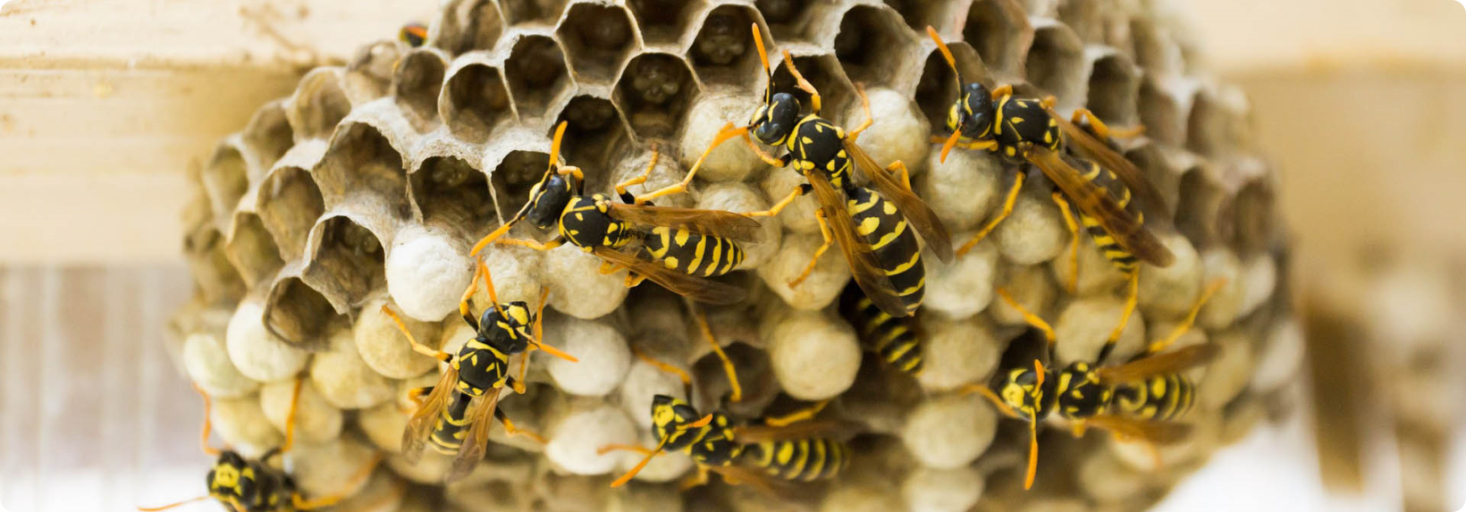 wasp