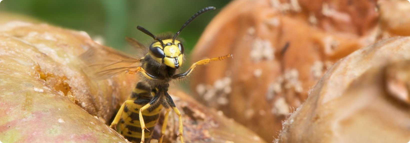 wasp